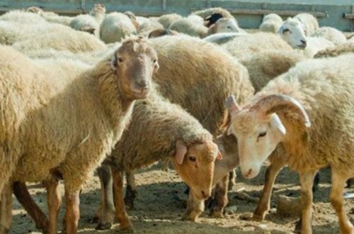 Qurban bayramında 4 gün iş olmayacaq