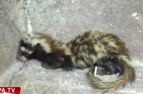 Şirvanda “əcaib” canlı tapılıb - Video