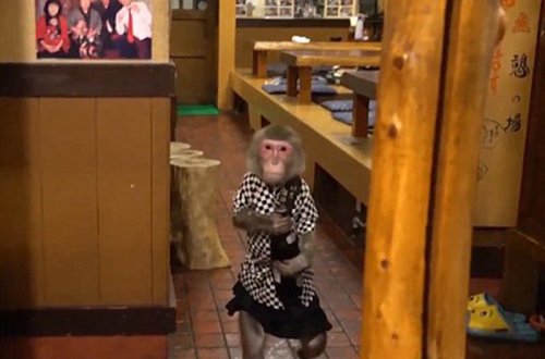 Bu barda meymunlar ofisiantlıq edir - VİDEO