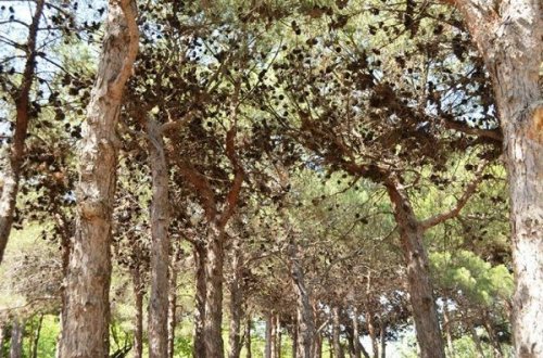 Bakının Nəbatat Bağı məhv olur – FOTO