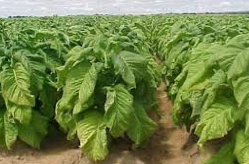 Azərbaycanın tütün problemi...