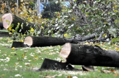 Ağac kəsdiyinə görə 2920 manat cərimə