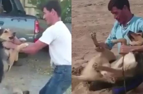 Bakıda dəhşət: İti diri-diri basdırdılar – VİDEO