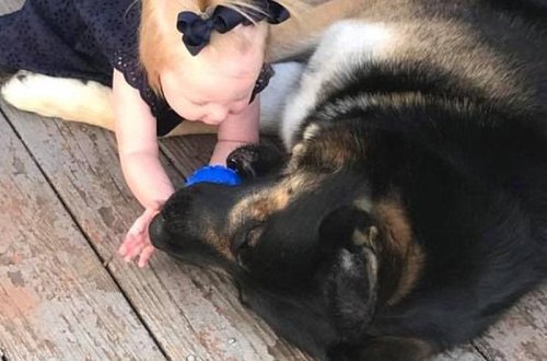 İt evə girən oğrunu parçaladı - VİDEO