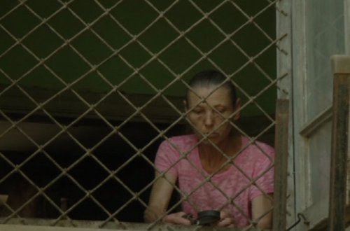 Bakıda qadın bina evində 70 it saxlayır — VİDEO