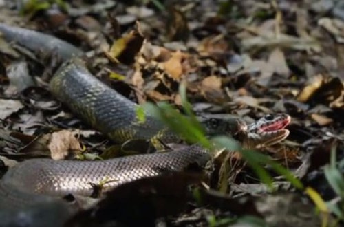 Ac olanda ilan da ilanı yeyir -VİDEO