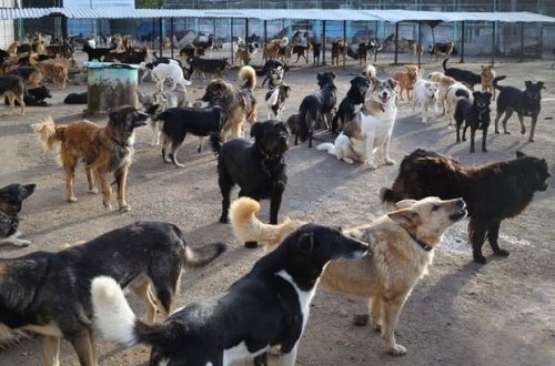 Sumqayıtda küçə itləri zərərsizləşdirilir