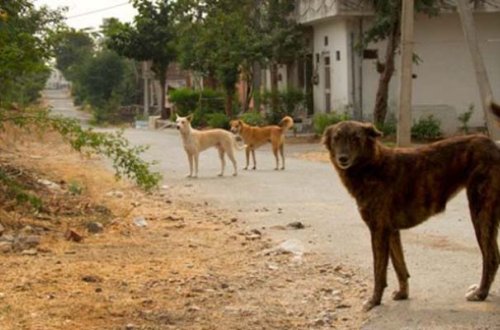 Azərbaycanda sahibsiz itlər axtalanacaq - Yeni sənəd hazırlanır