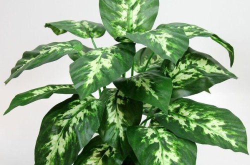 DİQQƏT! Bu ev bitkisi 1 dəqiqə ərzində uşağı, 15 dəqiqədə isə böyükləri ÖLDÜRÜR  -FOTO