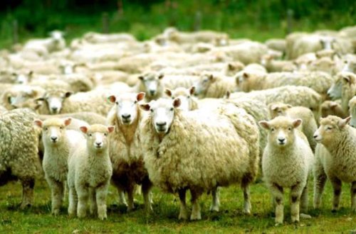 Qurban bayramı ilə əlaqədar baytarlıq nəzarəti gücləndirildi - ƏMR