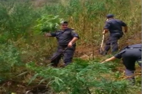 Şahdağda külli miqdarda çətənə kolu aşkarlandı – FOTO