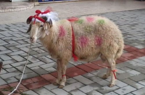 Bakıda qurbanlıq heyvanların satılacağı yerlər açıqlandı – SİYAHI