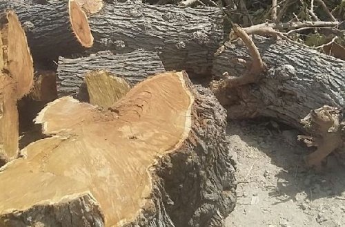 Sumqayıt sakini təbiətə 5700 manat ziyan vurdu – FOTO