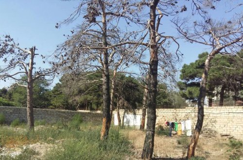 Nazirlik “Qorotdel”ə müraciət etdi – Bakıda ağacları qəsdlə yandırdılar — FOTOLAR