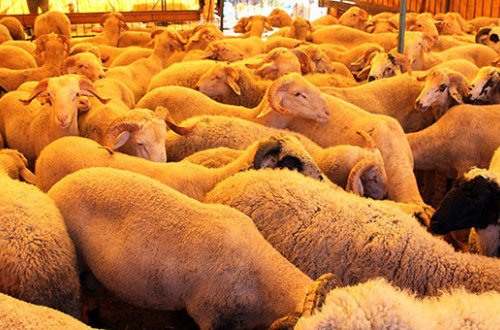 Qurban bayramı ilə əlaqədar sahibkarlara XƏBƏRDARLIQ