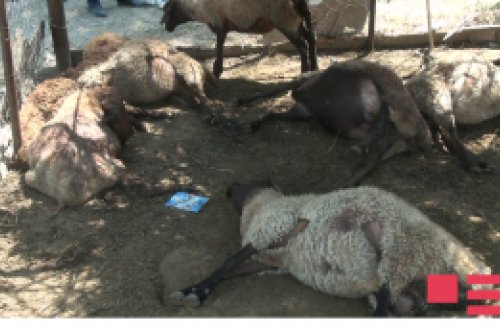 Ağcabədidə canavarlar 15 qoyunu parçalayıb, 22-ni yaralayıb