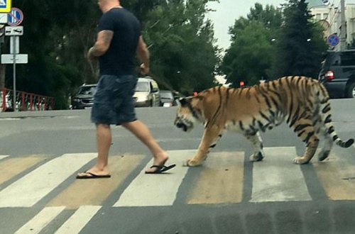 Erməni pələnglə küçələri dolaşdı - VİDEO - FOTO