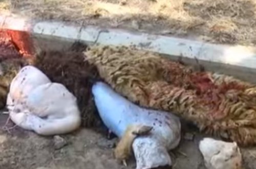 Bayramdan sonra yaranan çirkin mənzərə – VİDEO