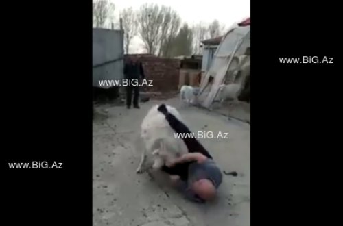 Qurbanlıq qoç azərbaycanlı məşhuru yerə yıxıb BELƏ BUYNUZLADI - VİDEO