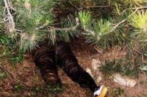 Bakıda 77 yaşlı qadın ağacdan yıxılaraq ölüb