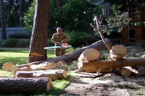 Nazirlik qanunsuz ağac kəsilməsi ilə bağlı prokurorluğa müraciət etdi