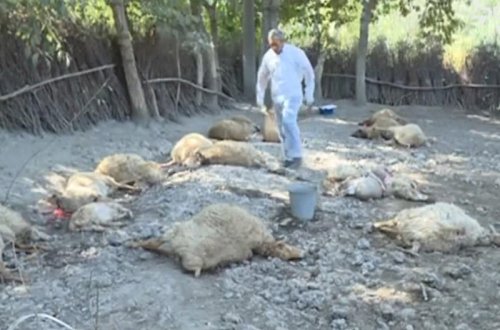 Canavar 18 baş qoyunu parçaladı - VİDEO - FOTO