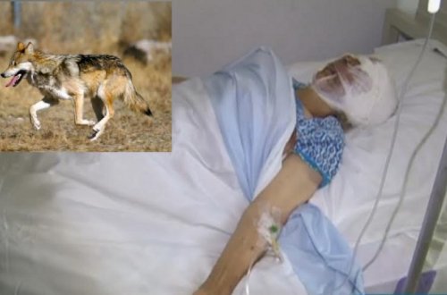 AZƏRBAYCAN: Çaqqallar toya hücum etdi - 5 yaralı var