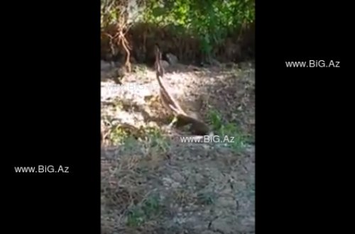 Hacıqabulda GÜRZƏLƏRİN RƏQSİ hər kəsi HEYRƏTLƏNDİRDİ - ANBAAN GÖRÜNTÜLƏNDİ