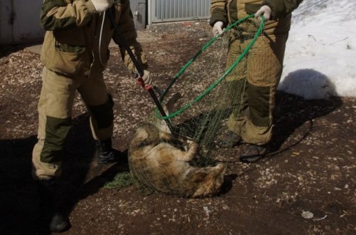 Bakıda İcra Hakimiyyətinin işçiləri ilə fəhlələr arasında itlərə görə mübahisə: 