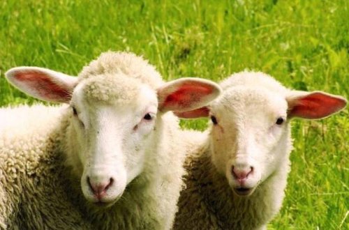 Polis maşını saxladı, içindən oğurluq qoyunlar çıxdı