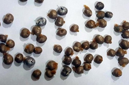 Düz bağırsağında Azərbaycana heroin keçirmək istədi