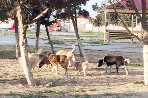 İt 13 yaşlı uşağı dişlədi