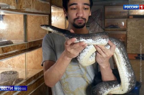 Canlı yayıma gətirdiyi ilanın qurbanı oldu - Video