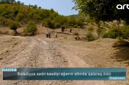 Azərbaycanda bələdiyyə sədri kəsdiyi ağacın altında qalıb öldü