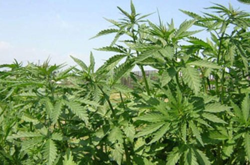 Ağdaşda narkotik plantasiyası aşkarlandı