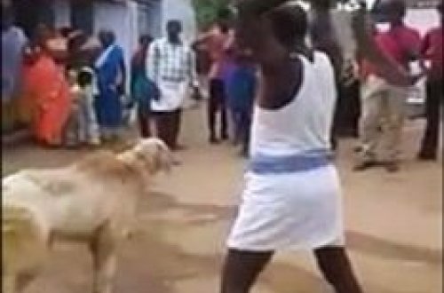 Heyvanı oraqla kəsmək istədi, görün nə baş verdi - VİDEO