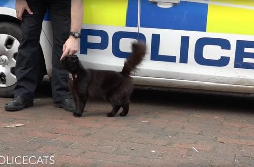 Pişik Yeni Zelandiya polisi sıralarında