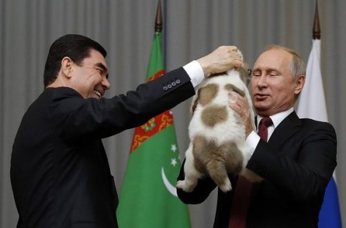 Türkmənistan prezidenti Putinə it hədiyyə etdi