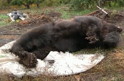 Rusiyada polislər insanlara hücum edən ayını öldürdülər – VİDEO