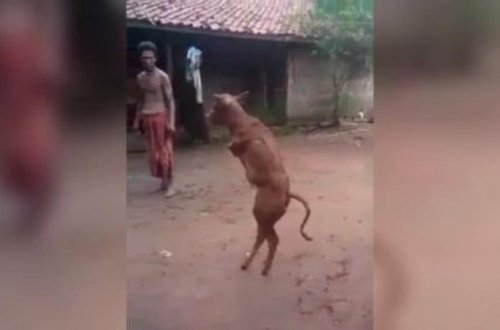 İkiayaqlı inək doğuldu - VİDEO