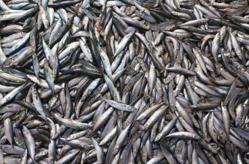 Bəzi balıqtutan cihazların gətirilməsinə qadağa qoyulur