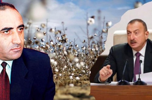 Goranboy icra başçısından Prezidentə daha bir xəyanət: PAMBIQ SAHƏLƏRİ BELƏ MƏHV EDİLDİ