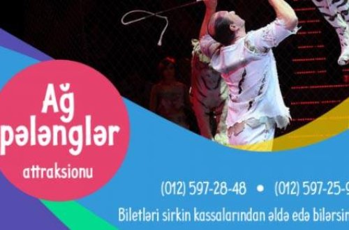 Ağ pələnglər Bakıya gəlir: Bakı Sirkində möhtəşəm şou olacaq - VİDEO