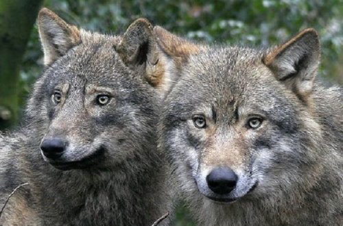 Canavarların kəndlərə hücumlarının əsl səbəbi açıqlandı