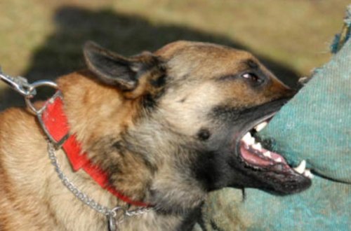 Ağsuda qonşular arasında itə görə insident - Video