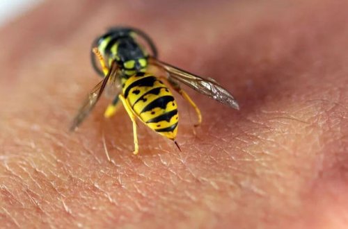 Zabrat sakini arı sancması nəticəsində vəfat etdi