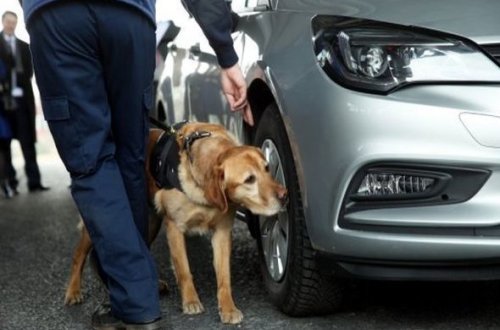 Taksi sürücüsü “Qoca”nı necə gizlədib?