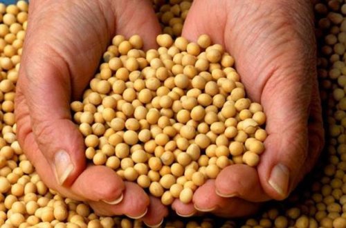 Soya məhsulları döş xərçənginin qarşısını alır