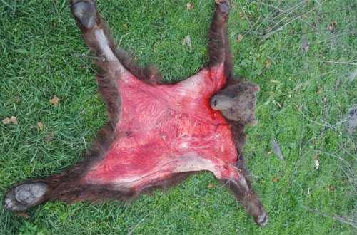 Qubada ayını öldürüb dərisini soydular - Foto