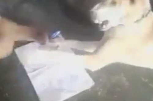 İtə işgəncə edib dərs keçdi - VİDEO